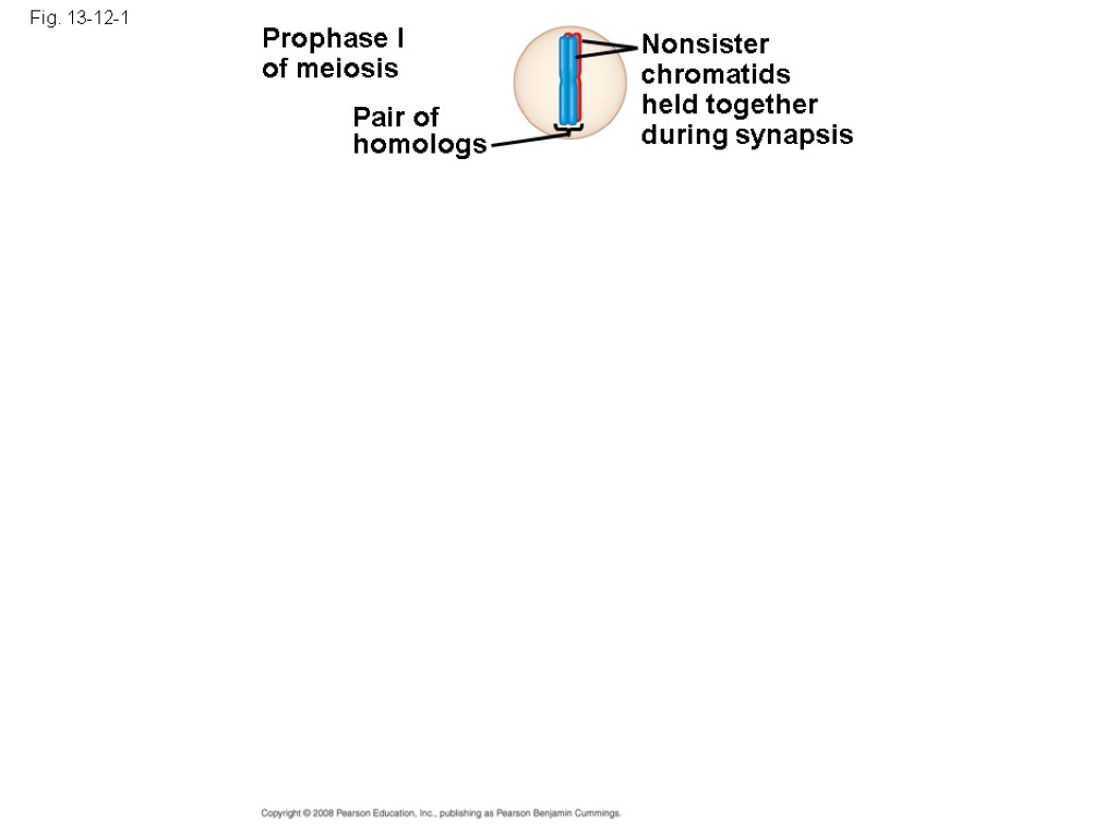 Fig. 13-12-1 Prophase I of meiosis Pair of homologs Nonsister chromatids held together during